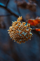 Autumn flowers in the forest