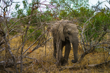 elephant in kruger national park, mpumalanga, south africa 19