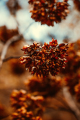 Autumn flowers in the forest