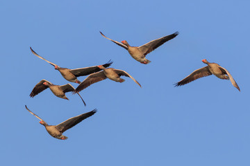 wild geese in flight