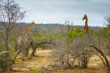 giraffes in kruger national park, mpumalanga, south africa 32