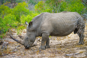 white rhino in kruger national park, mpumalanga, south africa 19