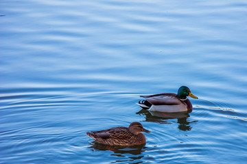 Ducks on the blue river