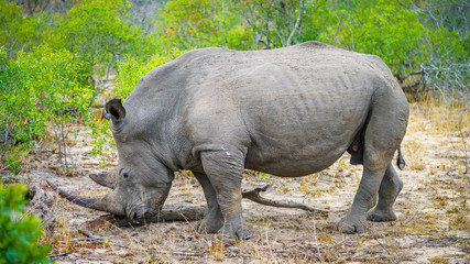 white rhino in kruger national park, mpumalanga, south africa 35