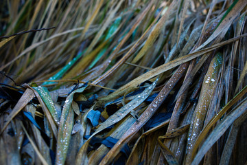 Water droplets on dry grass