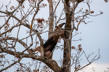 Der Südliche Tamandua klettert einen Baum hinauf in der Seitenansicht