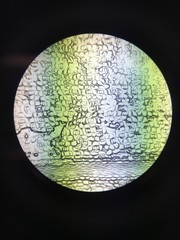 Microscope image bacteria