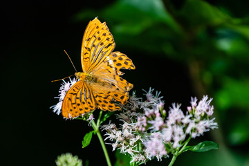 Großer Perlmutterfalter