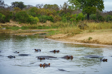 hippos in kruger national park, mpumalanga, south africa 2