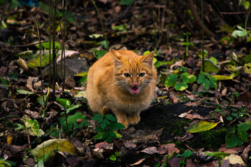 Naklejka na ściany i meble Meowing ginger kitten on the grass