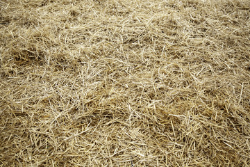 Wheat fields
