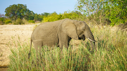 Naklejka na ściany i meble elephant in kruger national park, mpumalanga, south africa 19