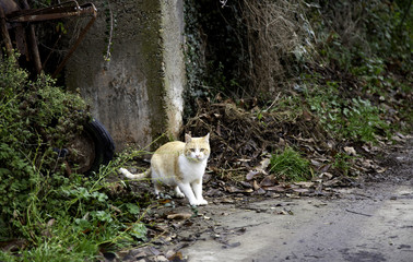 Naklejka na ściany i meble Cats abandoned street