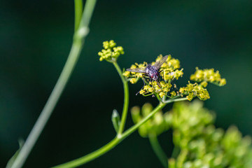Fliege auf einer Blüte