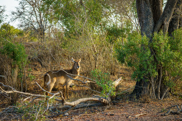 waterbucks in kruger national park, mpumalanga, south africa 8