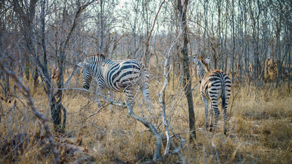 Fototapeta na wymiar zebras in kruger national park, mpumalanga, south africa 17