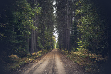 Vintage Fall Forest Road - Powered by Adobe