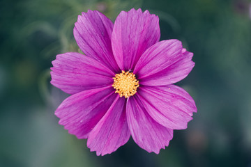 Obraz premium Close View of Cosmos Flower