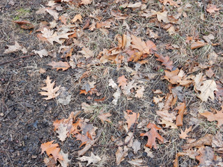 dried brown leaves of northern canadian oak on autumn grass