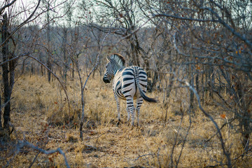 zebras in kruger national park, mpumalanga, south africa 20