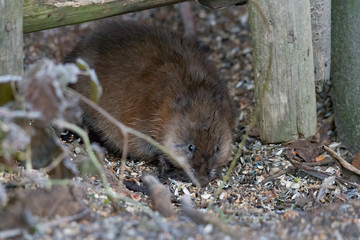 young muskram searches for food