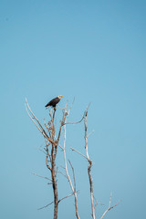 Bald Eagle Perched