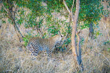 leopard in kruger national park, mpumalanga, south africa 1