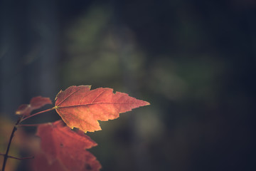 Red Maple in Fall
