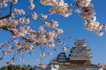 Cherry blossom and the Himeji castle in Japan