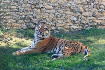 The Amur tiger is lying on the grass at the zoo