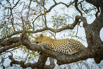 leopard in kruger national park, mpumalanga, south africa 53