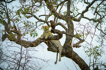 Fototapeta na wymiar leopard in kruger national park, mpumalanga, south africa 54
