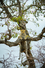 leopard in kruger national park, mpumalanga, south africa 59