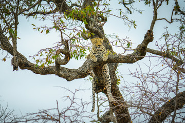 Fototapeta na wymiar leopard in kruger national park, mpumalanga, south africa 66