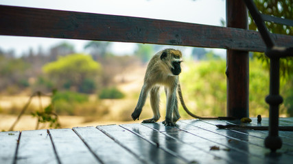 vervet monkey in kruger national park, mpumalanga, south africa 3