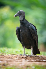 Black Vulture, Coragyps atratus is standing in the grass, amazing light of the sunrice, in the background is nice colorful bokeh, wildlife of Costa Rica