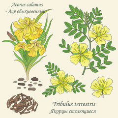 illustration of plants tribulus terrestris and acorus calamus