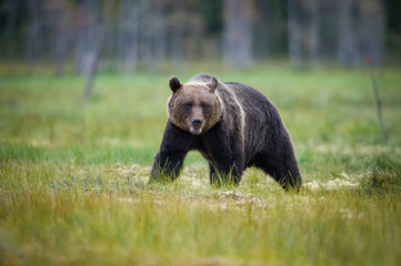 The Broown Bear, Ursus arctos is looking what to do. The Brown Bear is standing in the grass. In the background are trees, typical Nordic environment of Finland