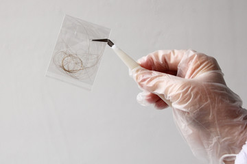 hair sample, curls in a bag in the hands of a laboratory assistant for research by genetic research in the laboratory, concept of DNA analysis, establishing paternity