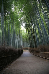 Fototapeta premium Arashiyama forst, Kyoto, Japan