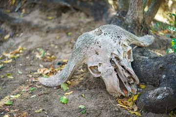 african buffalo skull in kruger national park, mpumalanga, south africa
