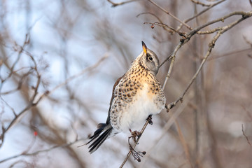 Fieldfare turdus pillaris sitting on branch of tree in winter looking for berries. Cute common thrush bird in wildlife.