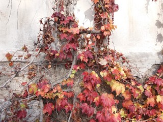 autumn leaves on the concrete wall