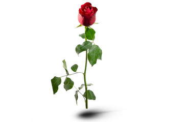 There is red rose with green leafs on the white background. Happy Valentine's Day.