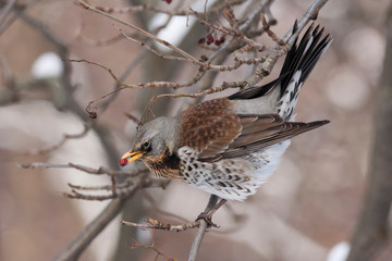 Fieldfare turdus pillaris sitting on branch of tree in winter looking for berries. Cute common thrush bird in wildlife.