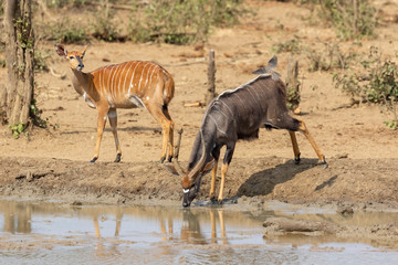 Nyala bull drinking water at a waterhole in Kruger National Park with a Nyala ewe standing next to the water.