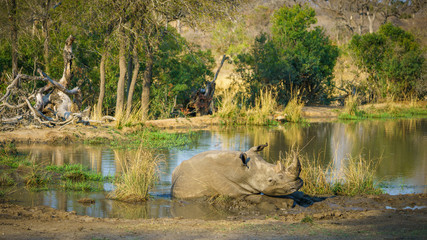 white rhino at a pond in kruger national park, mpumalanga, south africa 34