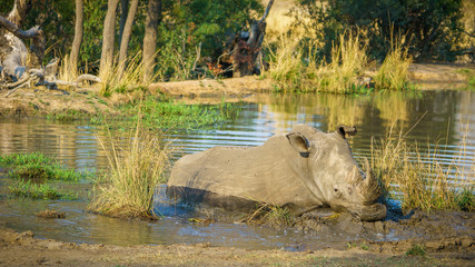 white rhino at a pond in kruger national park, mpumalanga, south africa 61