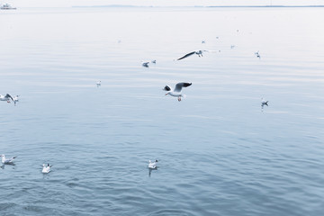 Seagulls floating and flying on the coast of the sea