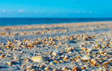 Sandy beach covered with shells.
